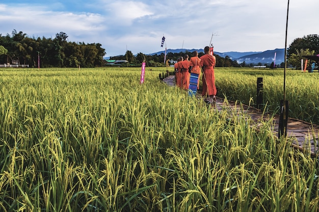 Mönch mit Paddy-Reisfeld in Thailand