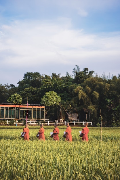 Mönch mit Paddy-Reisfeld in Thailand