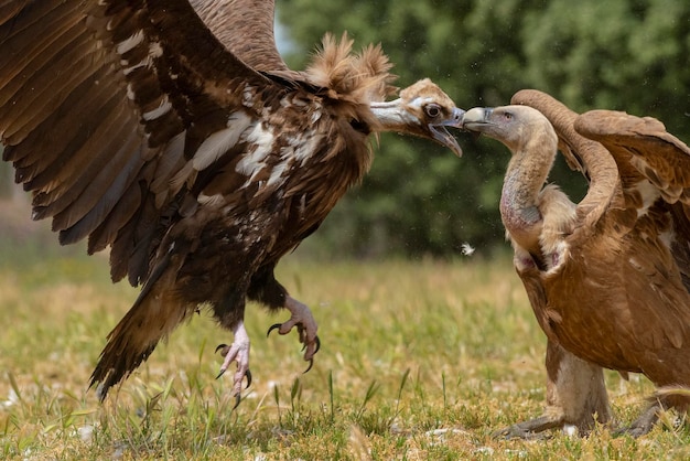 Mönchsgeier Aegypius monachus und Gänsegeier oder Gänsegeier Gyps fulvus Salamanca