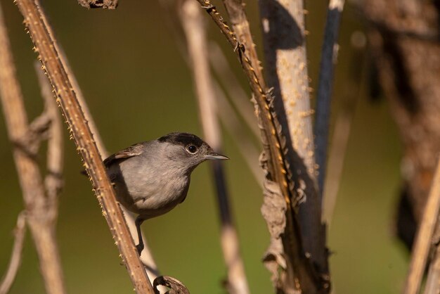 Mönchsgrasmücke Sylvia Atricapilla Malaga Spanien