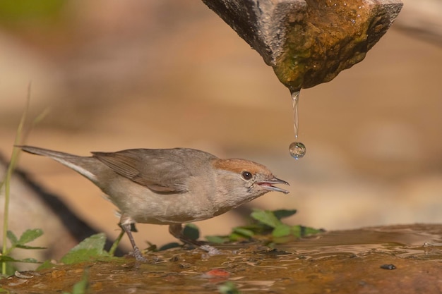 Mönchsgrasmücke Sylvia Atricapilla Malaga Spanien