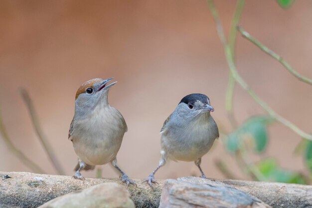 Mönchsgrasmücke Sylvia Atricapilla Malaga Spanien