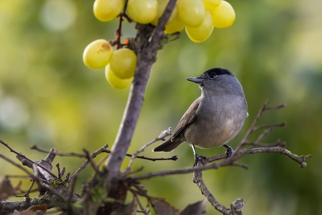 Mönchsgrasmücke (Sylvia atricapilla).