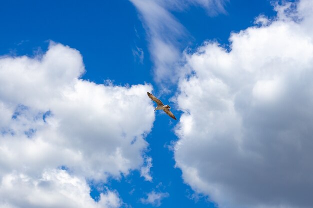 Möwe am blauen Himmel mit Wolken