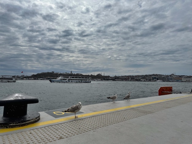 Möwe am Bosporus-Damm in Istanbul