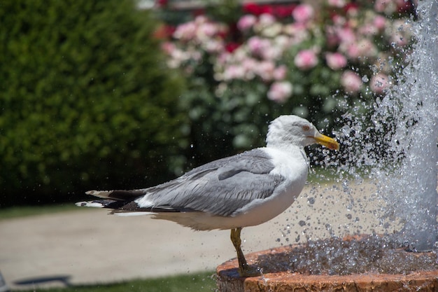 Möwe am Brunnen in einem Rosengarten