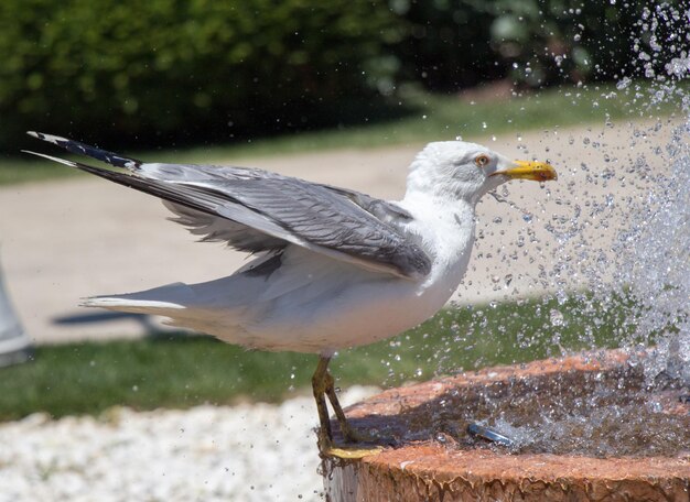 Möwe am Brunnen in einem Rosengarten