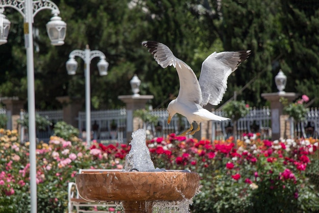 Möwe am Brunnen in einem Rosengarten