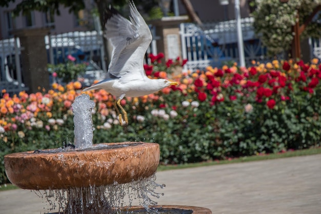 Möwe am Brunnen in einem Rosengarten