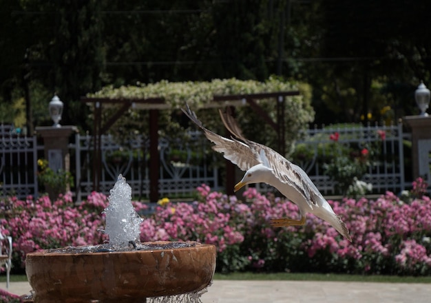 Möwe am Brunnen in einem Rosengarten