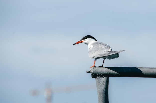 Möwe am Flussufer