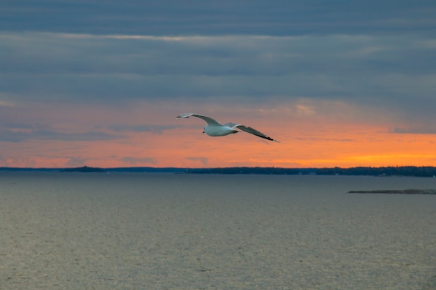 Möwe am Himmel, das Meer, auf einem Hintergrund des roten Sonnenuntergangs