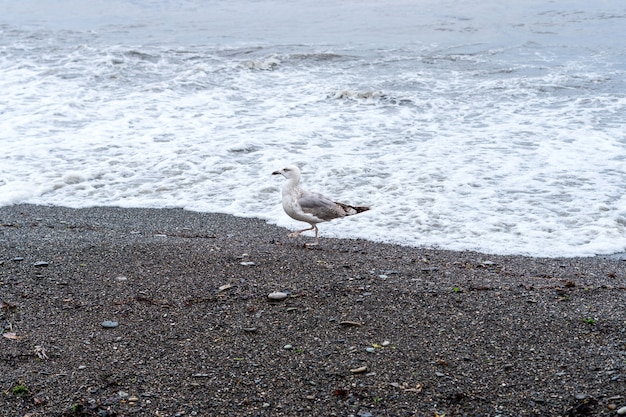 Möwe am Kiesstrand des Schwarzen Meeres