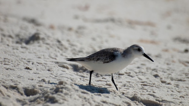 Möwe am Mexiko-Strand, Florida.