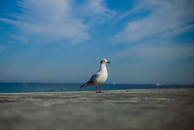 Möwe am Pier mit blauem Himmel im Hintergrund Gemeine Möwe Sea Mew