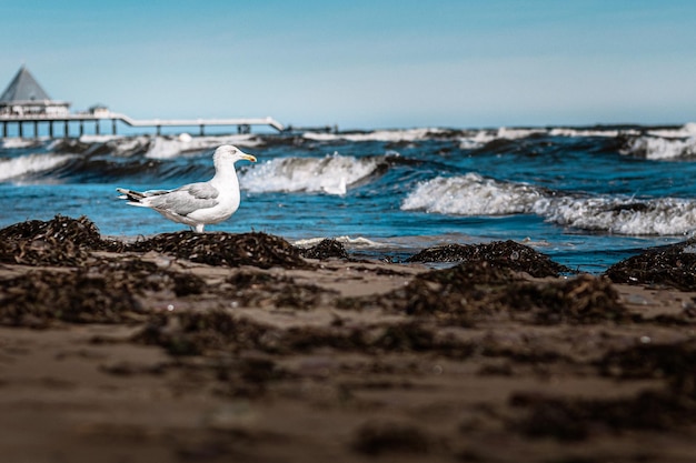 Möwe am Strand bei Wellengang