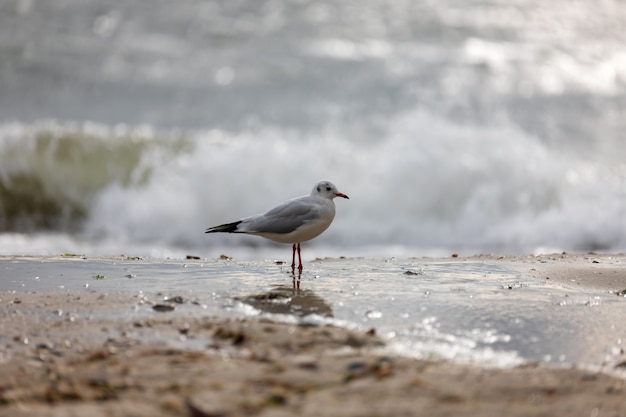 Möwe am Strand im Flug