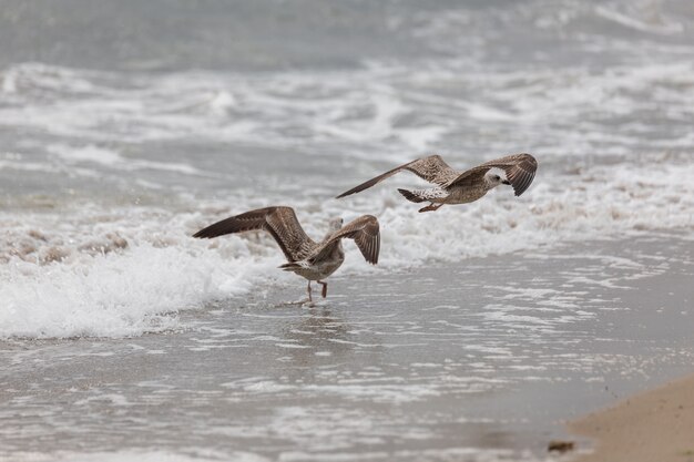 Foto möwe am strand im flug