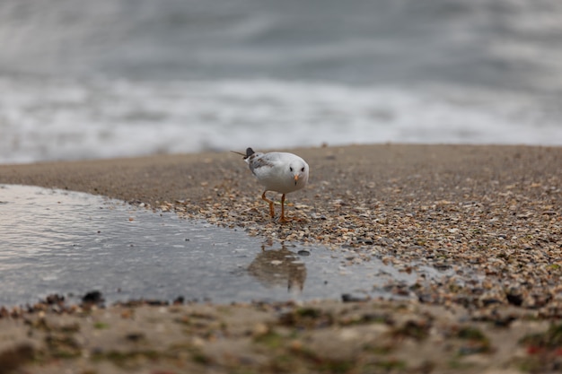 Möwe am Strand im Flug