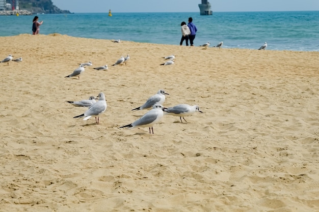 Möwe am Strand in Busan, Südkorea?