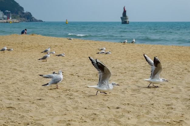 Möwe am Strand in Busan, Südkorea?