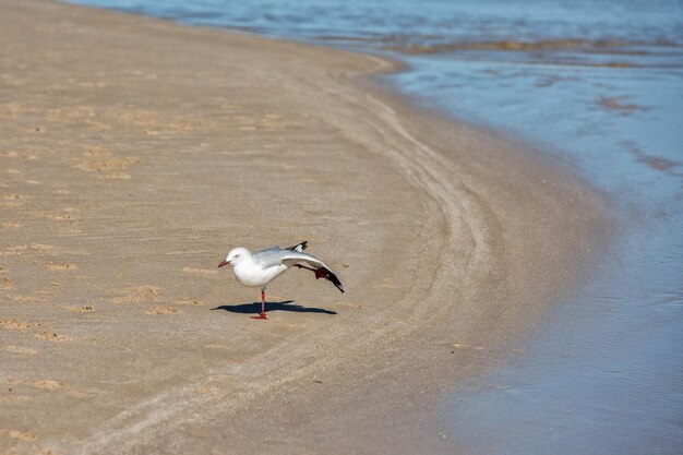 Möwe am Strand von Shark Bay