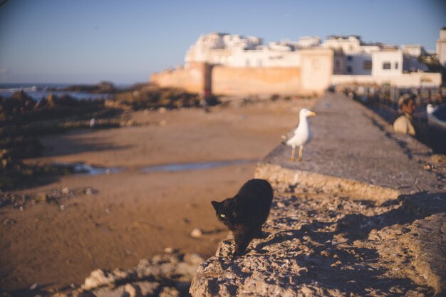 Foto möwe am strand