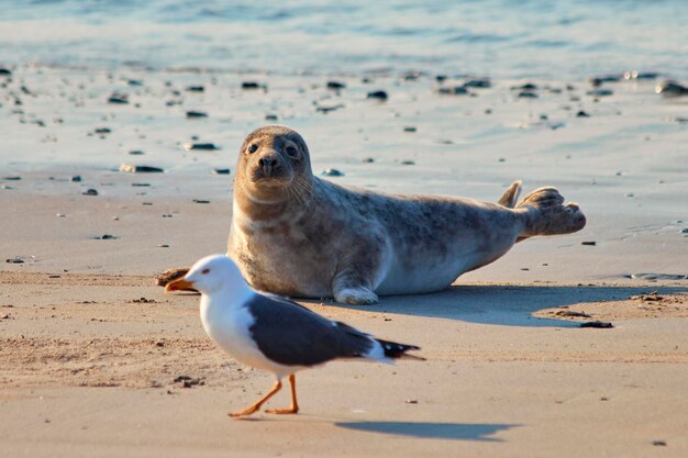 Foto möwe am strand