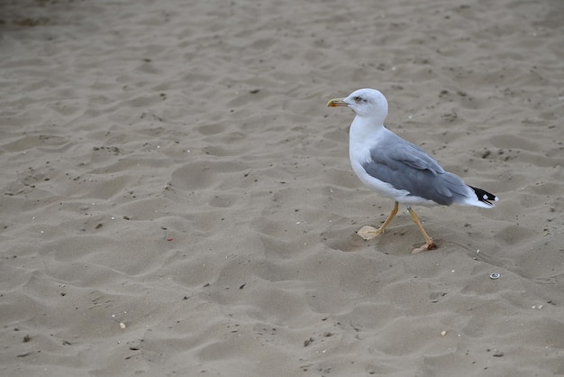 Möwe am Strand