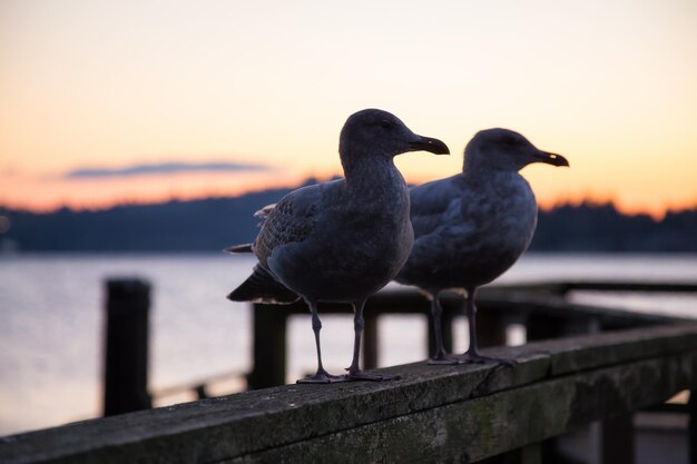 Möwe an einem Kai