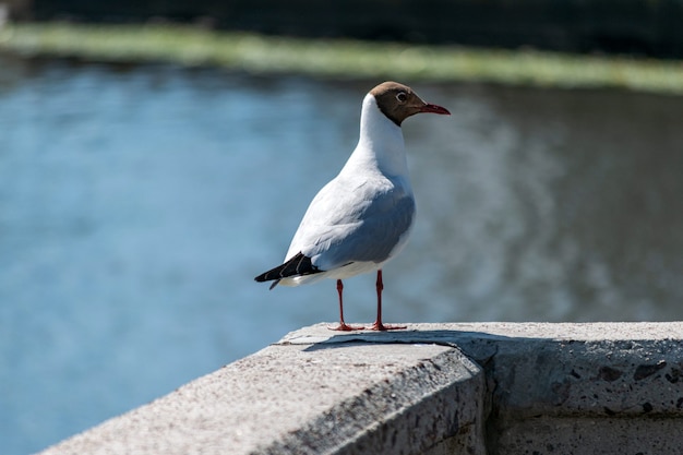 Möwe auf Betonpfeiler. Seemöwe, die auf Fütterungstouristen wartet. Verschwommene Stadt Fluss