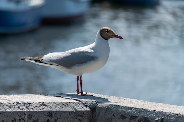 Möwe auf Betonpfeiler