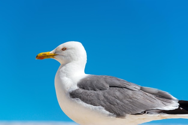 Möwe auf Blau