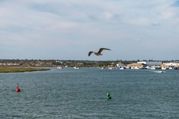 Foto möwe auf blauem hintergrund europäischer hering möwe larus argentatus möwe fliegt vor blauen wolken