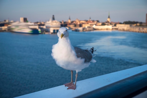 Möwe auf dem Hintergrund von Tallinn