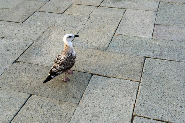 Möwe auf dem Markusplatz in Venedig