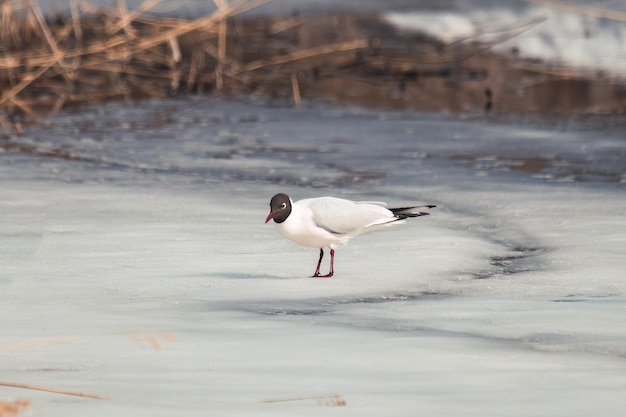 Möwe auf einem Felsen am Wasser