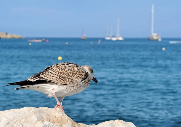 Möwe auf einem Felsen vor blauem Meer