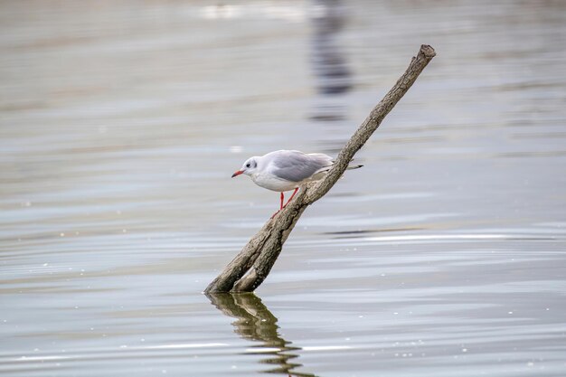 Foto möwe auf einem see