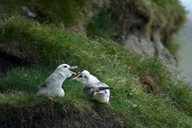 Möwe auf Mykines, Färöer