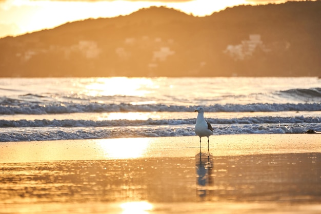 Möwe beim Sonnenuntergang am Strand