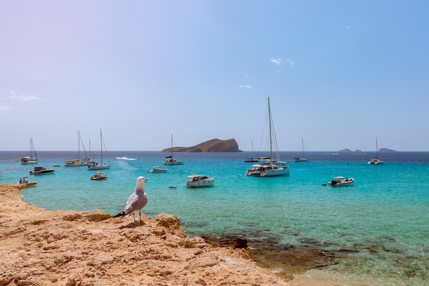 Möwe bewundert einen schönen Blick auf Cala Comte mit Booten in Ibiza, Spanien