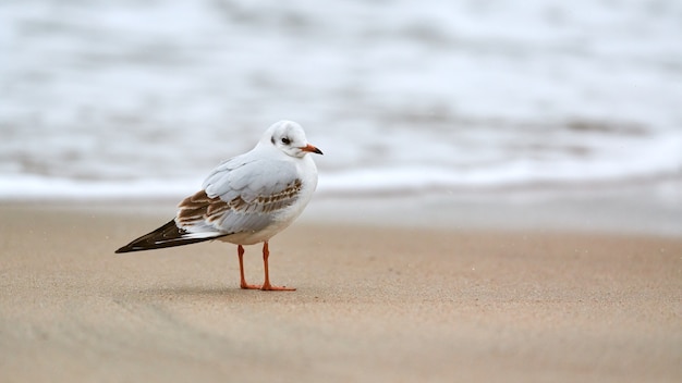 Möwe, die am Strand entlang geht