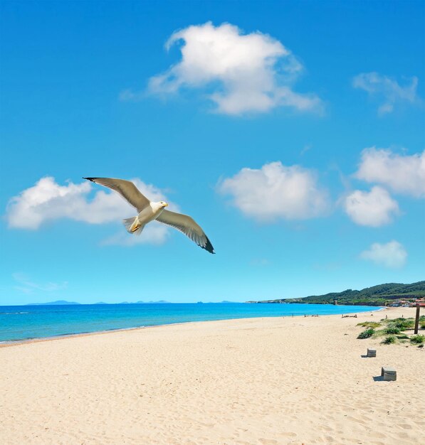 Möwe, die an einem klaren Tag über den Strand von Platamona fliegt