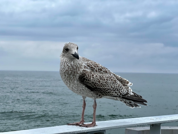 Möwe, die auf dem Geländer des Piers vor dem Hintergrund des blauen Himmels steht