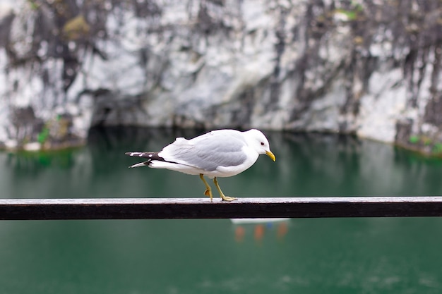 Möwe, die auf dem Stein in der Nähe des Berges bleibt und auf das Meer schaut