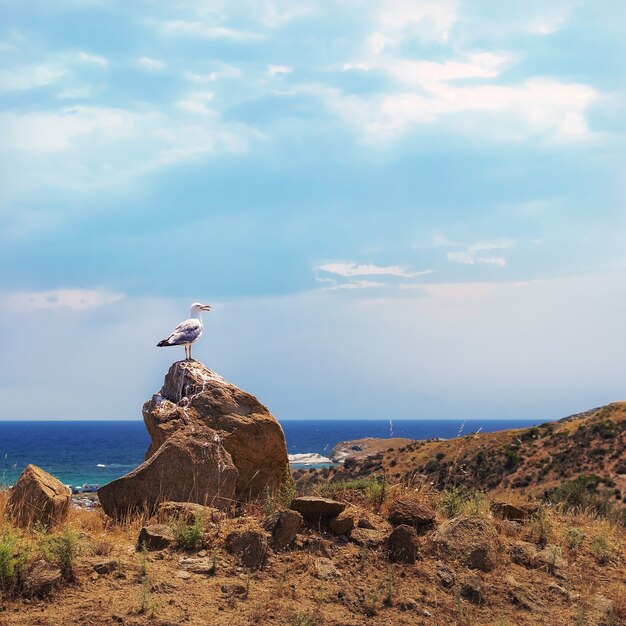 Möwe, die auf einem Felsen auf einem Hügel über dem Meer steht.