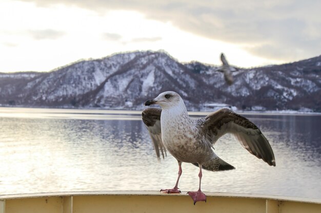 Möwe, die auf einem Handlauf des Kreuzfahrtschiffes in hokkaido und Blick auf Berg im Winter sitzt