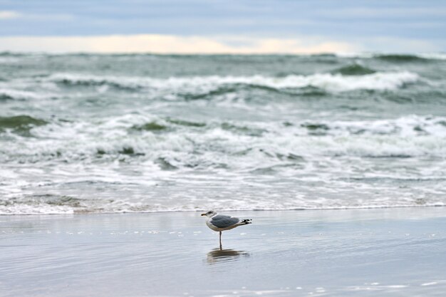 Möwe, die entlang der Küste geht. Lachmöwe Chroicocephalus ridibundus, stehend am Sandstrand an der Ostsee.