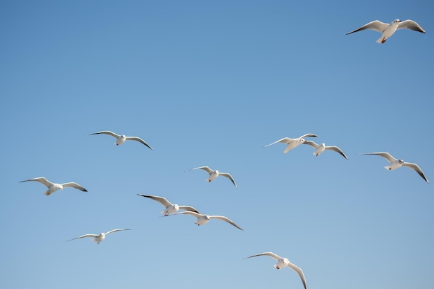 Möwe, die in Blau ein Himmel fliegt